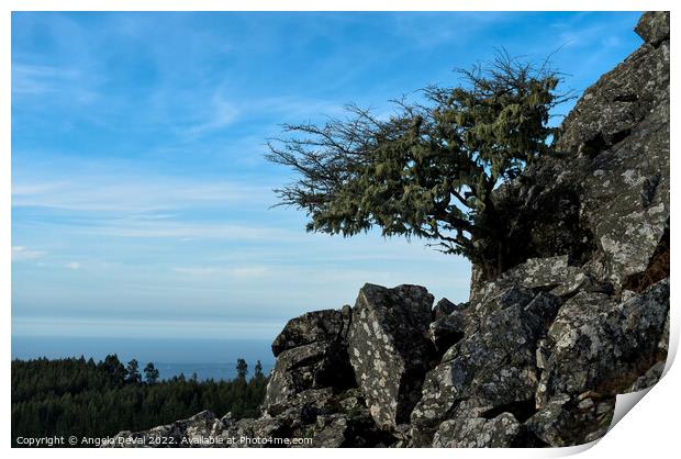 Tree and Rocks in Monchique Print by Angelo DeVal