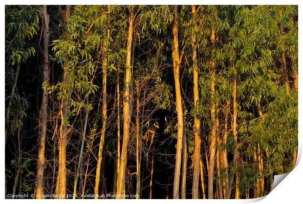 Eucalyptus Forest at Sunset Print by Angelo DeVal