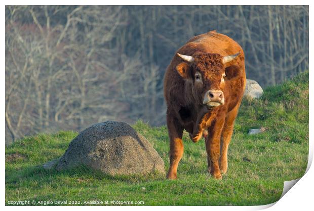 A Brown Ox In The Algarve Countryside Print by Angelo DeVal