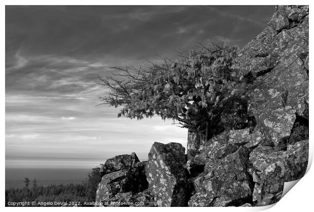Tree and Rocks in Monochrome. Monchique Print by Angelo DeVal