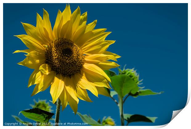 Summer Sunflower Print by Angelo DeVal