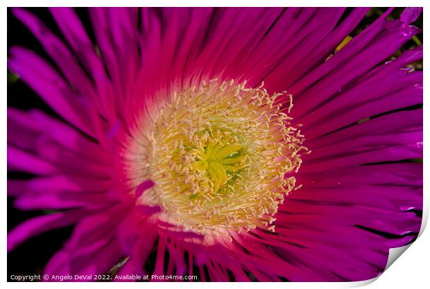 Wild beach purple flower Print by Angelo DeVal