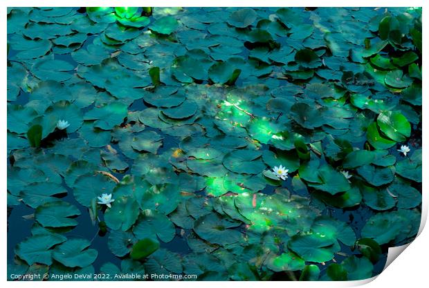 Water Lillies and Flowers in Mira River Print by Angelo DeVal