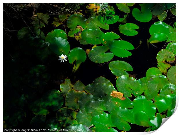 Water Lillies and Shade Print by Angelo DeVal