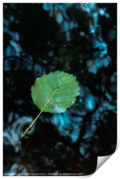 Single Leaf Floating on Pond Print by Angelo DeVal