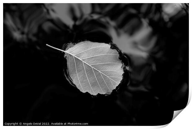 Relaxing Leaf on Pond in Monochrome Print by Angelo DeVal