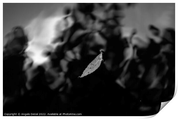 Leaf on Dark Pond in Monochrome Print by Angelo DeVal