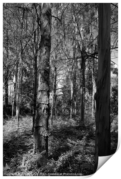 Eucalyptus Forest in Lousa - Monochrome Print by Angelo DeVal