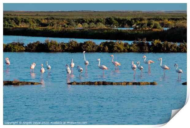 Flamingos of Ria Formosa - Faro Print by Angelo DeVal