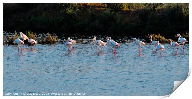 Flamingos Chilling in Ria Formosa - Faro Print by Angelo DeVal