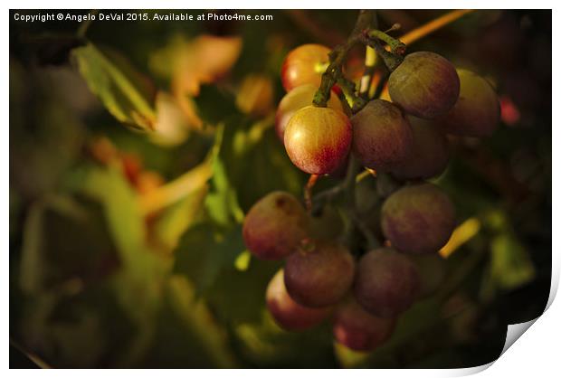 Shy Grapes  Print by Angelo DeVal