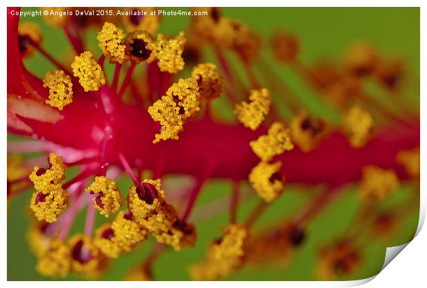 Sweet Pollen. Macro of Hibiscus Print by Angelo DeVal