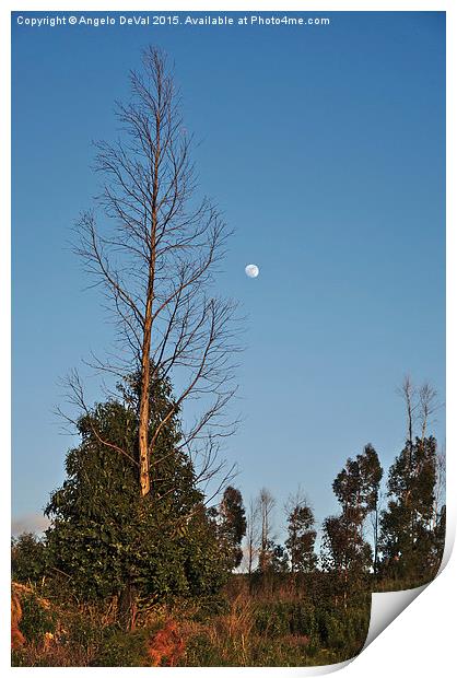Autumn Tree and Moon  Print by Angelo DeVal