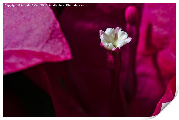 Bougainvillea Blossom  Print by Angelo DeVal