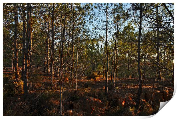 Forest During Sunset  Print by Angelo DeVal