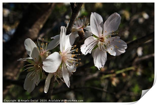 Almond Flowers Blossoms of Spring Print by Angelo DeVal