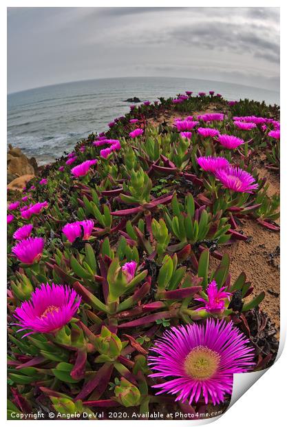 Wild Flowers on Algarve Cliffs Print by Angelo DeVal