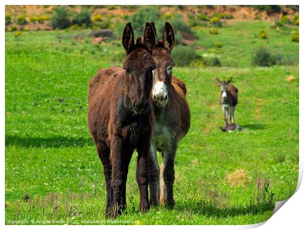 Donkeys on Springtime Print by Angelo DeVal