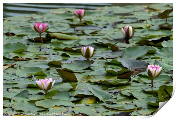 Water Lillies on Lake Print by Angelo DeVal
