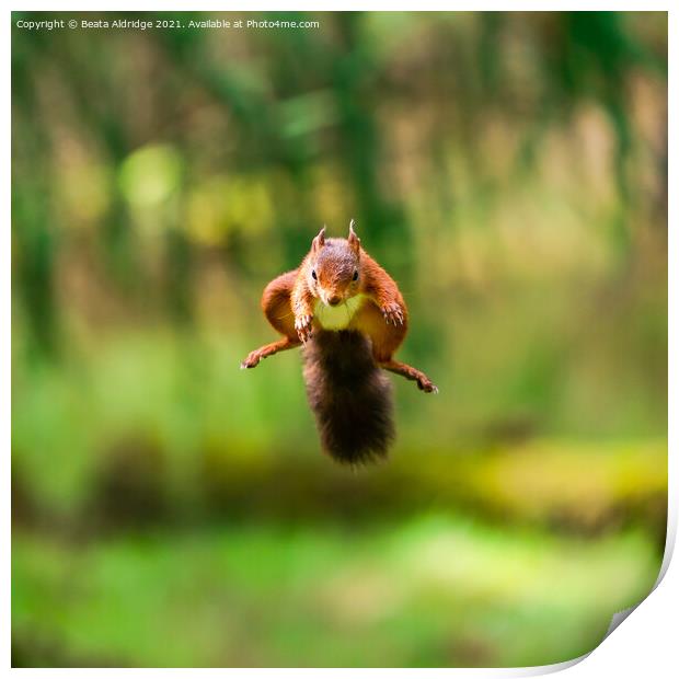 Red Squirrel jumping Print by Beata Aldridge