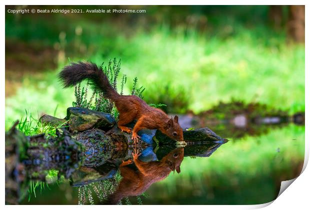 Red Squirrel (Sciurus vulgaris) Print by Beata Aldridge