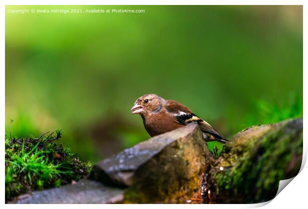 Common chaffinch (Fringilla coelebs) Print by Beata Aldridge