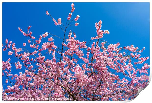 Pink tree Print by Beata Aldridge