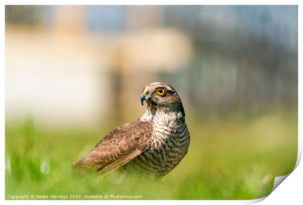 Sparrow hawk Print by Beata Aldridge