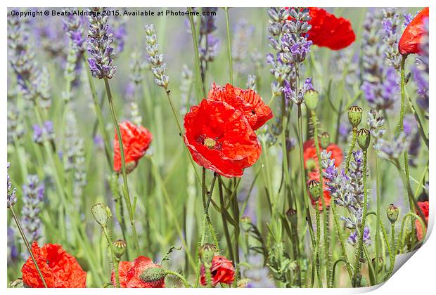  Poppies and lavender Print by Beata Aldridge