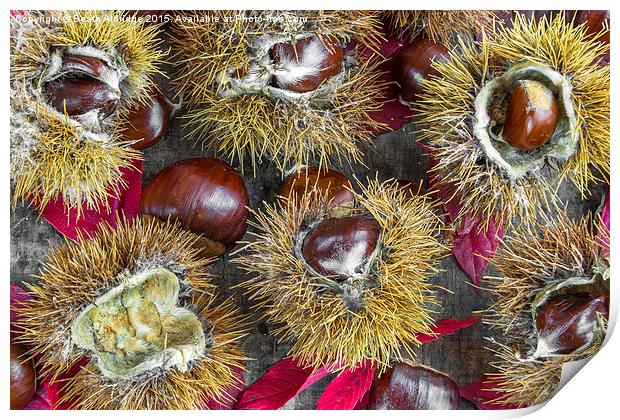  Autumn chestnuts Print by Beata Aldridge