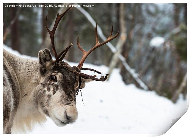 Reindeer Print by Beata Aldridge