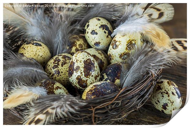 Eggs in the nest Print by Beata Aldridge