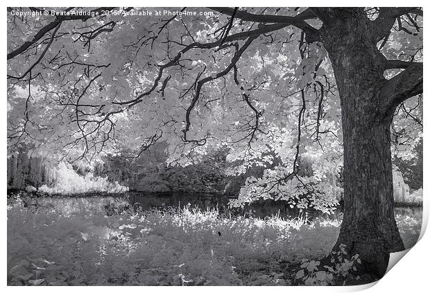 Infrared Tree Print by Beata Aldridge