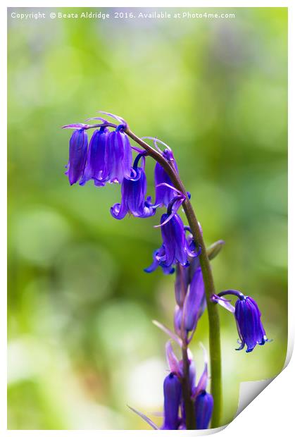 Bluebell flowers Print by Beata Aldridge