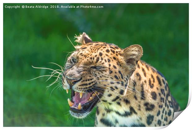 Amur Leopard Print by Beata Aldridge