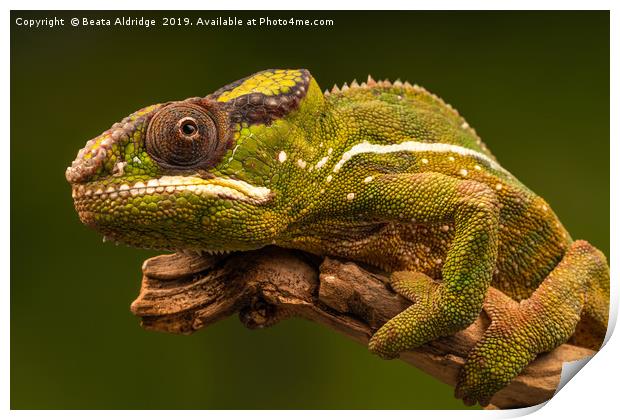Panther chameleon (Furcifer pardalis) Print by Beata Aldridge