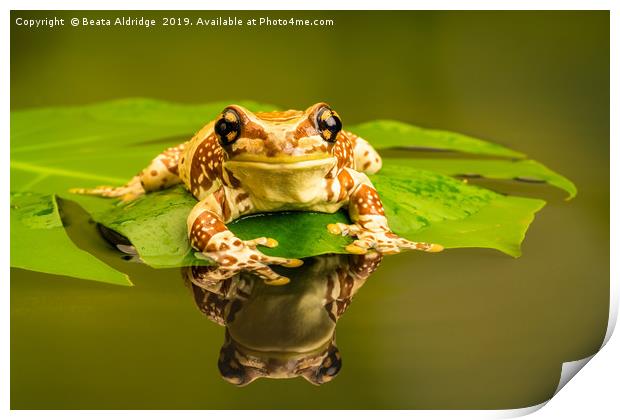 Amazon milk frog (Trachycephalus resinifictrix). Print by Beata Aldridge