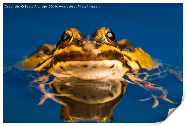 Common European frog (Pelophylax kl. esculentus) Print by Beata Aldridge