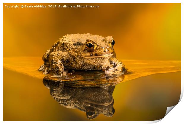 Common toad (Bufo Bufo) Print by Beata Aldridge