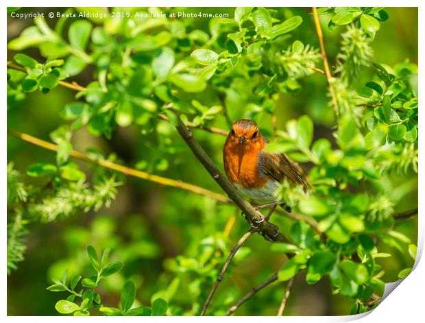 Robin (Erithacus rubecula) Print by Beata Aldridge