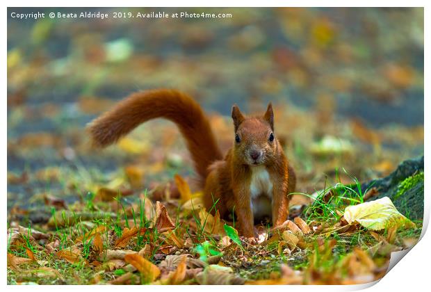 Red squirrel in the park. Print by Beata Aldridge