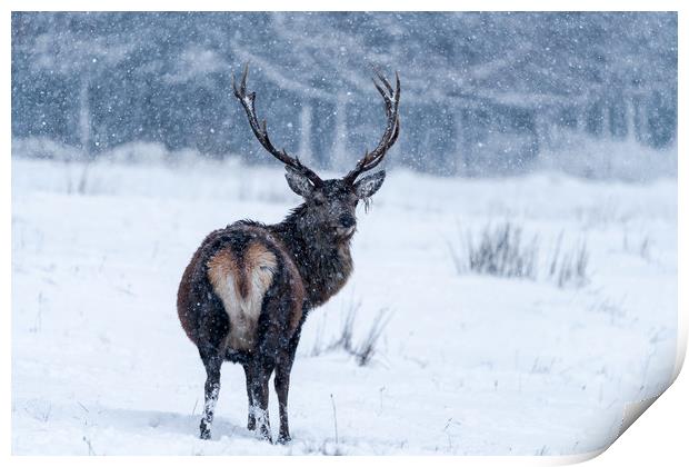 From Scotland with love - Scottish red deer in bli Print by Beata Aldridge