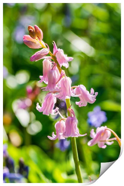 Pink backlit bluebell flowers Print by Beata Aldridge