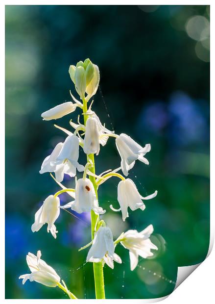 White bluebell flower Print by Beata Aldridge