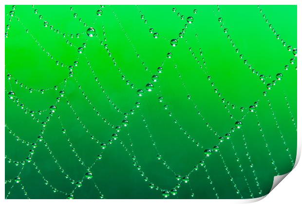 Spider web jewells Print by Beata Aldridge