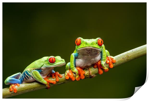 Red-eyed tree frogs Print by Beata Aldridge