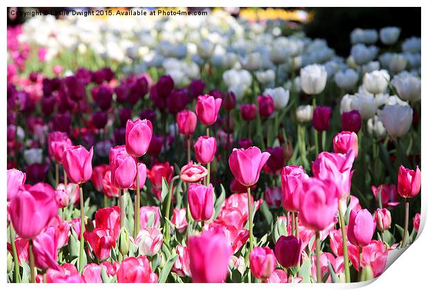  Tulip field Print by Leslie Dwight