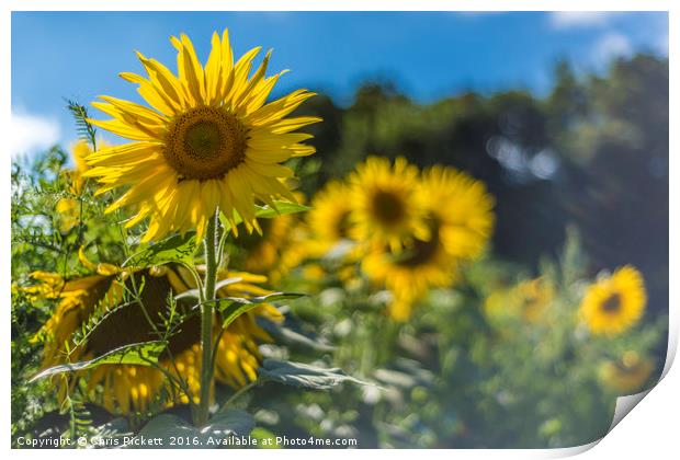 Summer Sunflowers Print by Chris Pickett