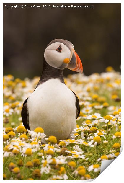 Puffin Print by Chris Good