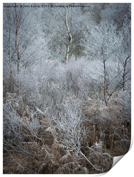 Iced woodland Print by John Ealing